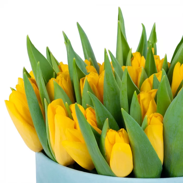 51 желтый тюльпан в зеленой бархатной шляпной коробке