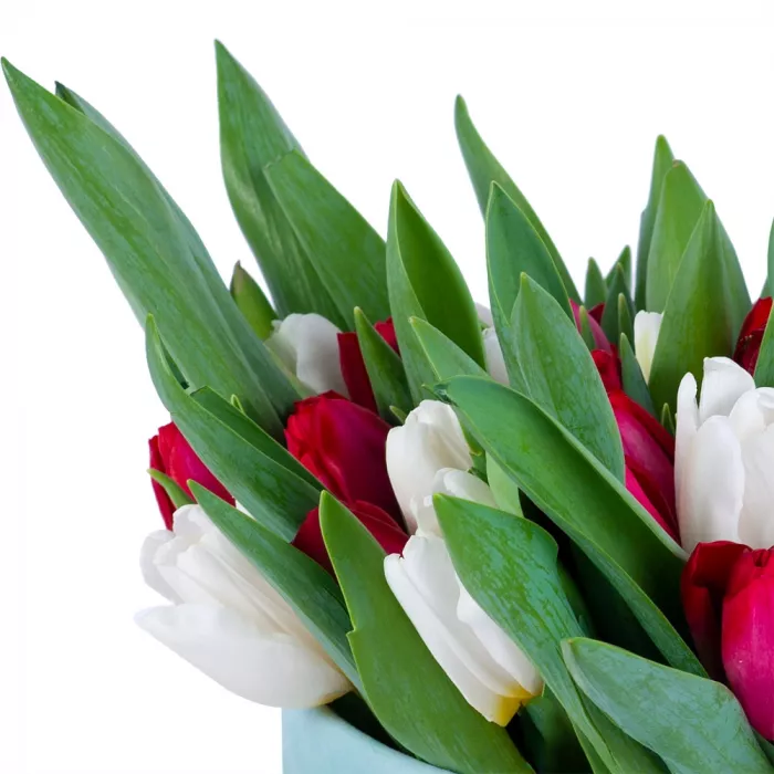 51 Разноцветный тюльпан в зеленой бархатной шляпной коробке