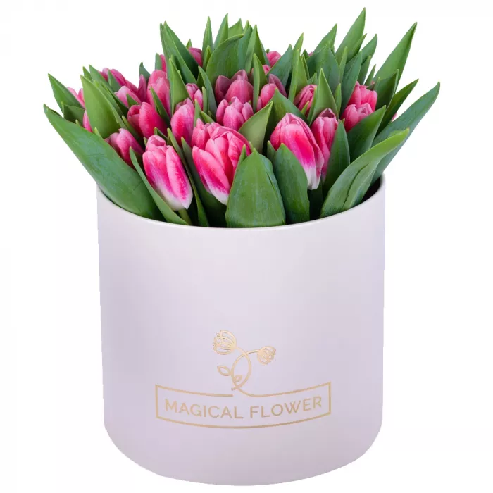 51 Бело-малиновый тюльпан в кремовой шляпной коробке