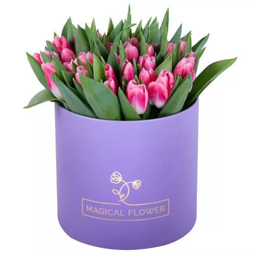 51 Бело-малиновый тюльпан в фиолетовой шляпной коробке для бабушки