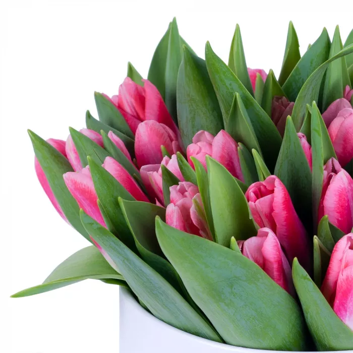 51 Бело-малиновый тюльпан в белой шляпной коробке