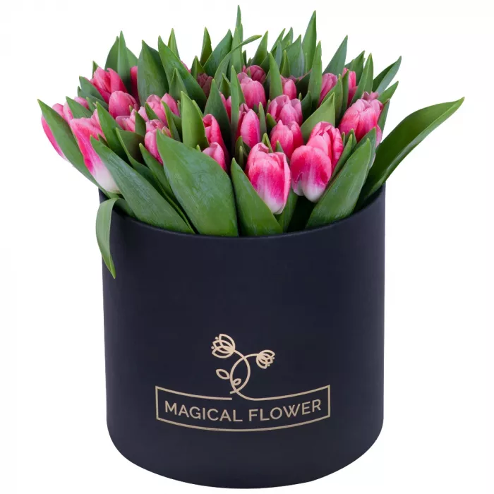 51 Бело-малиновый тюльпан в черной шляпной коробке