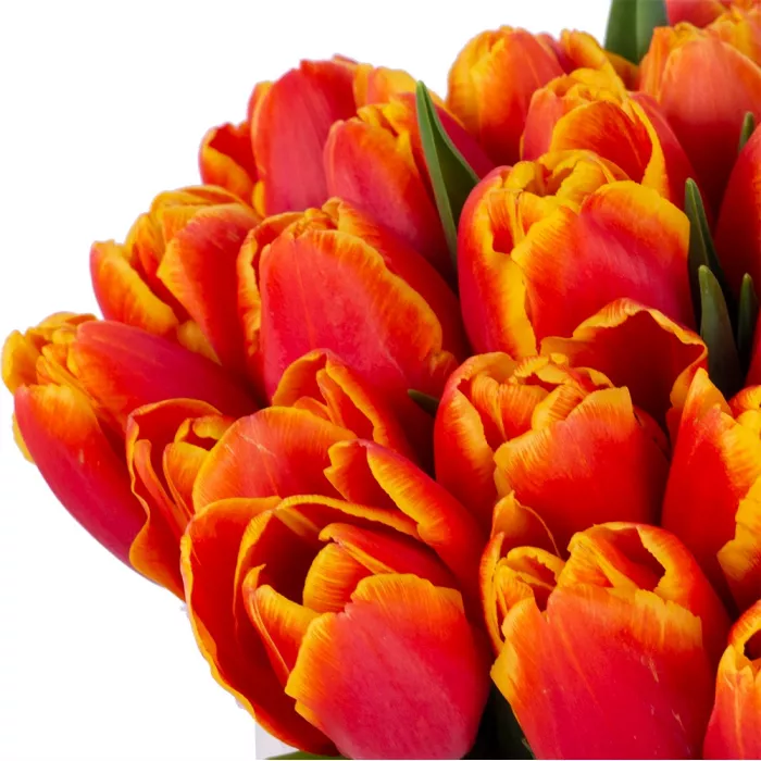 35 огненных тюльпан в кремовой шляпной коробке