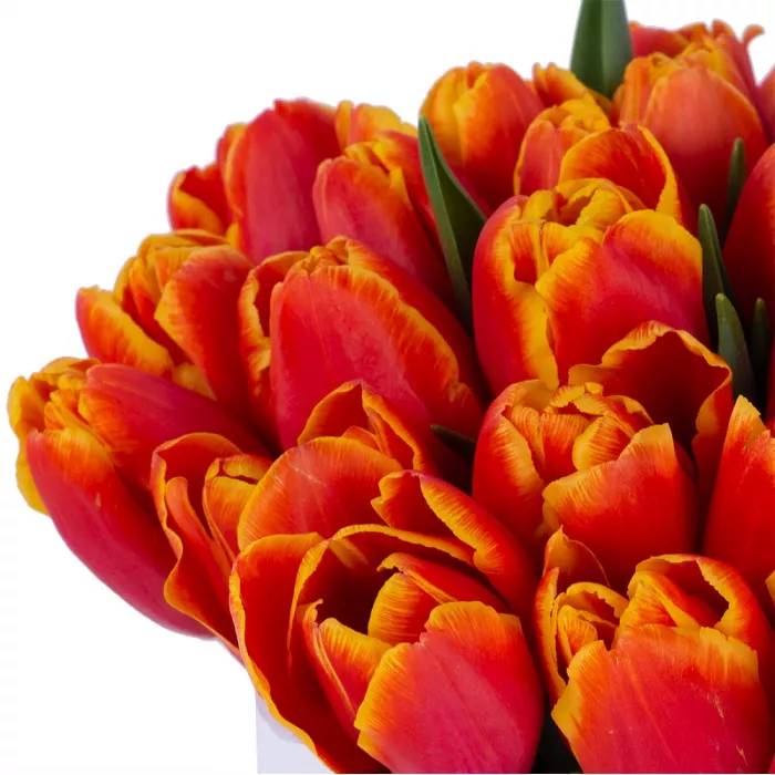 35 огненных тюльпан в белой шляпной коробке