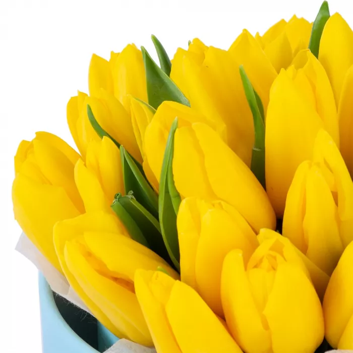 35 желтых тюльпан в голубой шляпной коробке