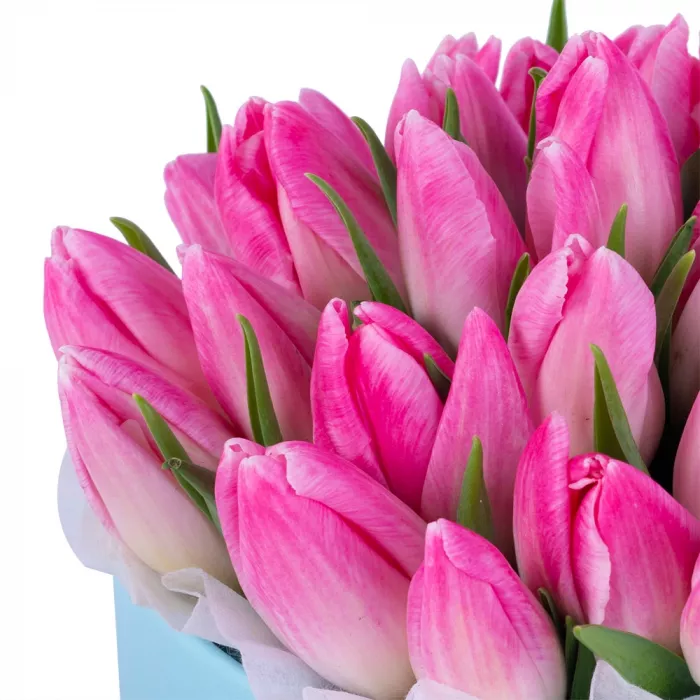 35 розовых тюльпан в голубой шляпной коробке