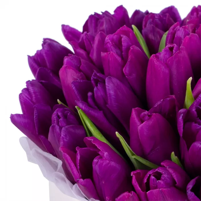 35 фиолетовых тюльпан в кремовой шляпной коробке