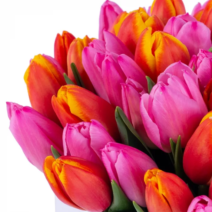 Букет микс из 51 тюльпана в белой шляпной коробке