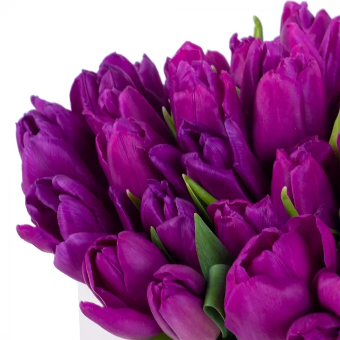51 фиолетовый тюльпан в кремовой шляпной коробке