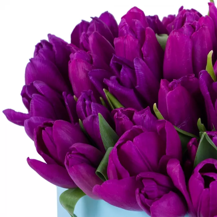 51 фиолетовый тюльпан в голубой шляпной коробке
