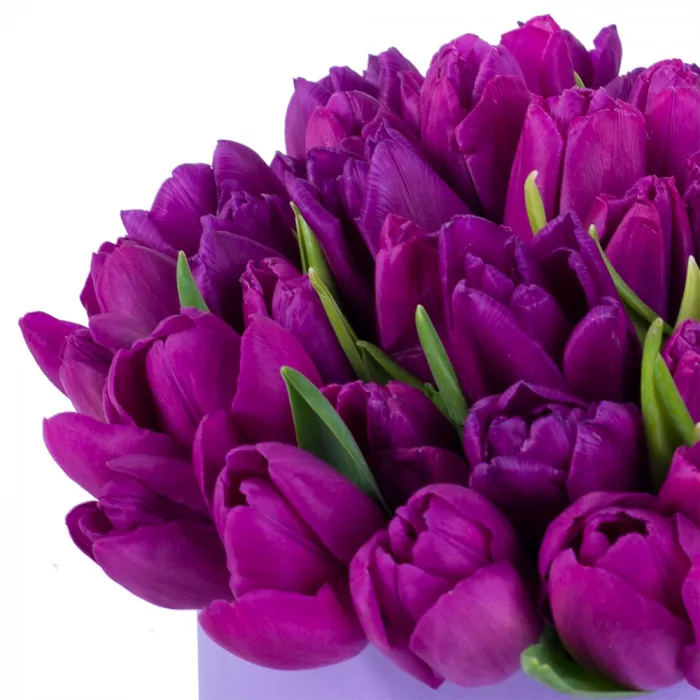 51 фиолетовый тюльпан в фиолетовой шляпной коробке