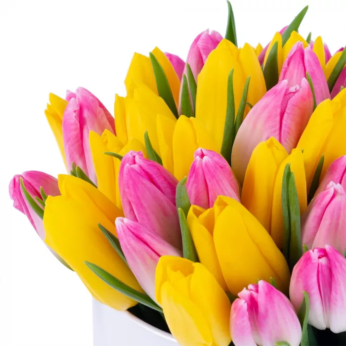 51 разноцветных тюльпан в белой шляпной коробке