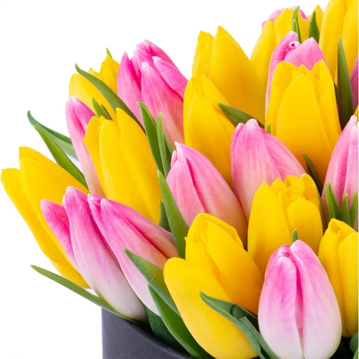 51 разноцветных тюльпан в черной шляпной коробке