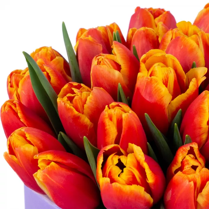 25 огненных тюльпан в фиолетовой шляпной коробке