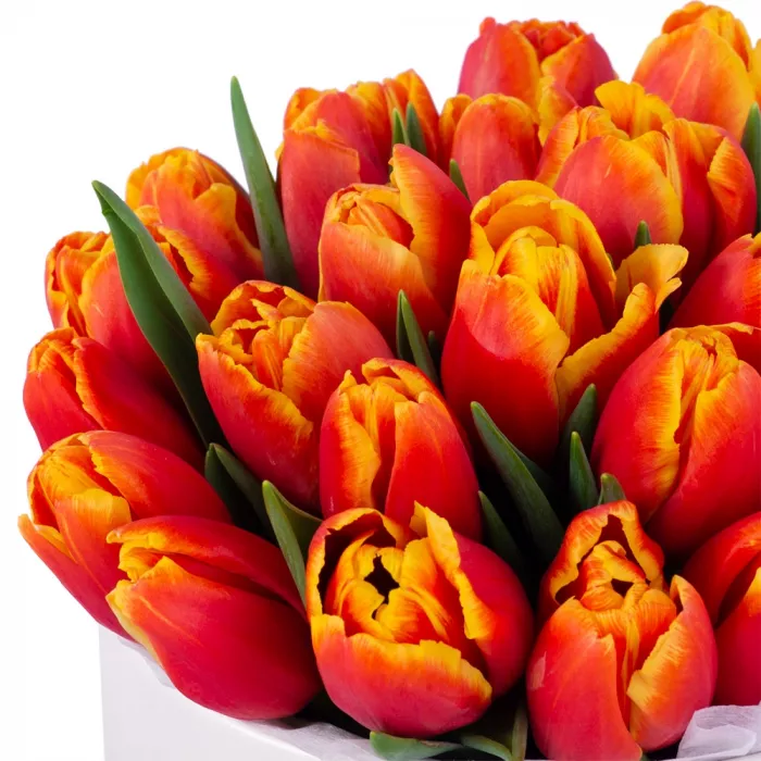 25 огненных тюльпан в кремовой шляпной коробке