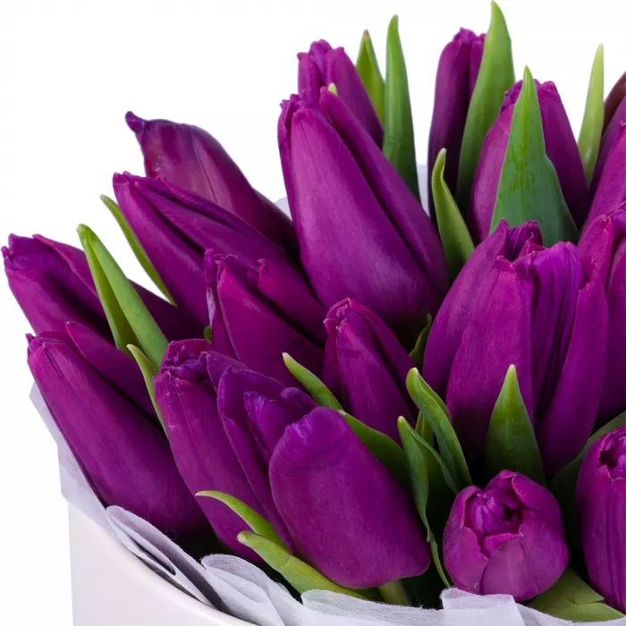 25 фиолетовых тюльпан в кремовой шляпной коробке