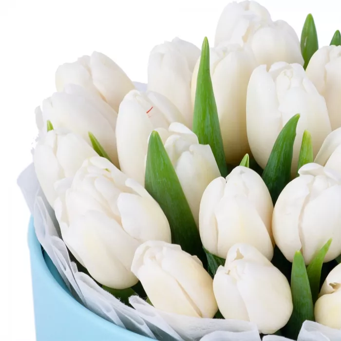 25 белых тюльпан в голубой шляпной коробке