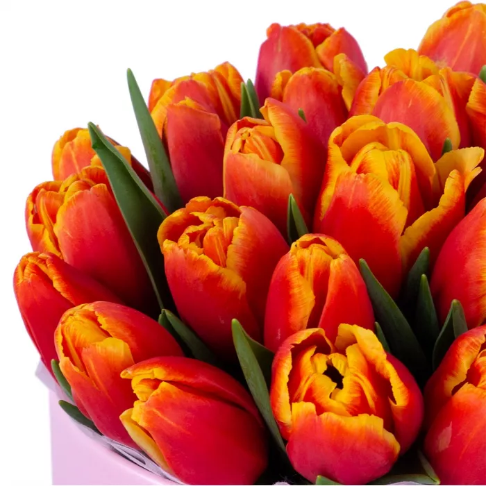 25 огненных тюльпан в розовой шляпной коробке
