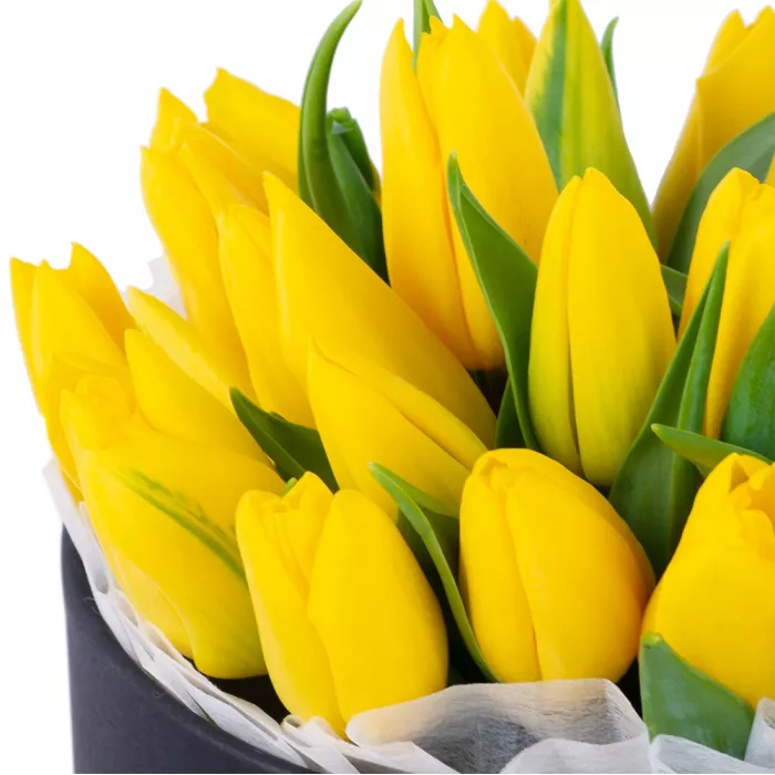 25 желтых тюльпан в черной шляпной коробке