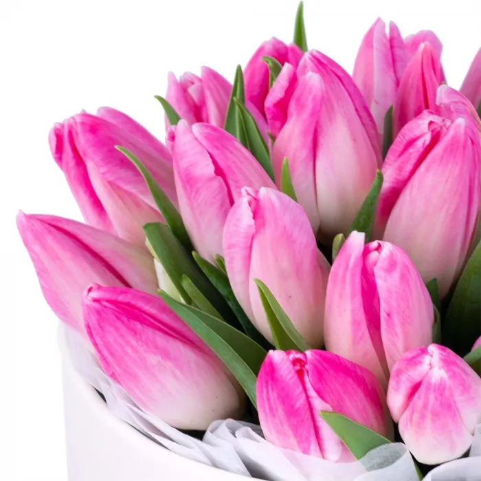 25 бело-розовых тюльпан в кремовой шляпной коробке