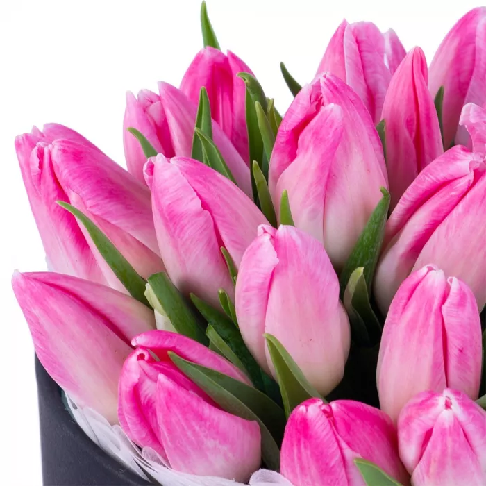 25 бело-розовых тюльпан в черной шляпной коробке