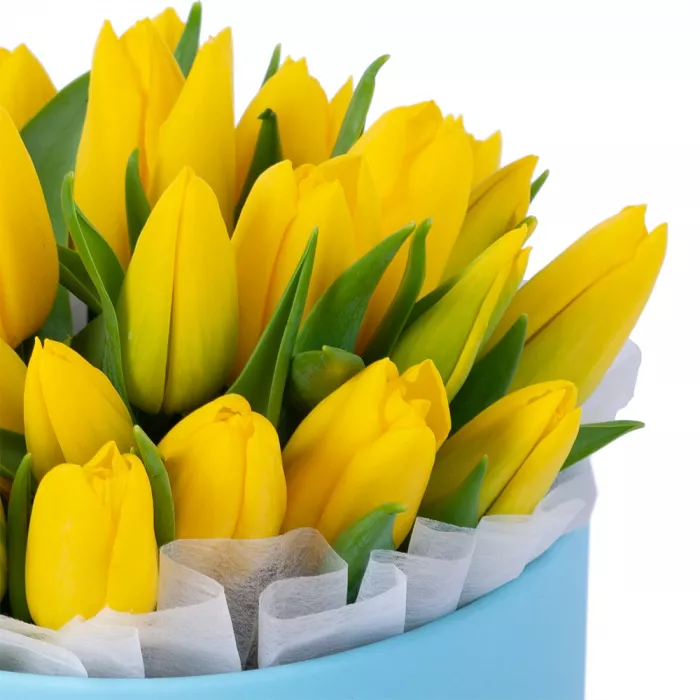 25 желтых тюльпан в голубой шляпной коробке