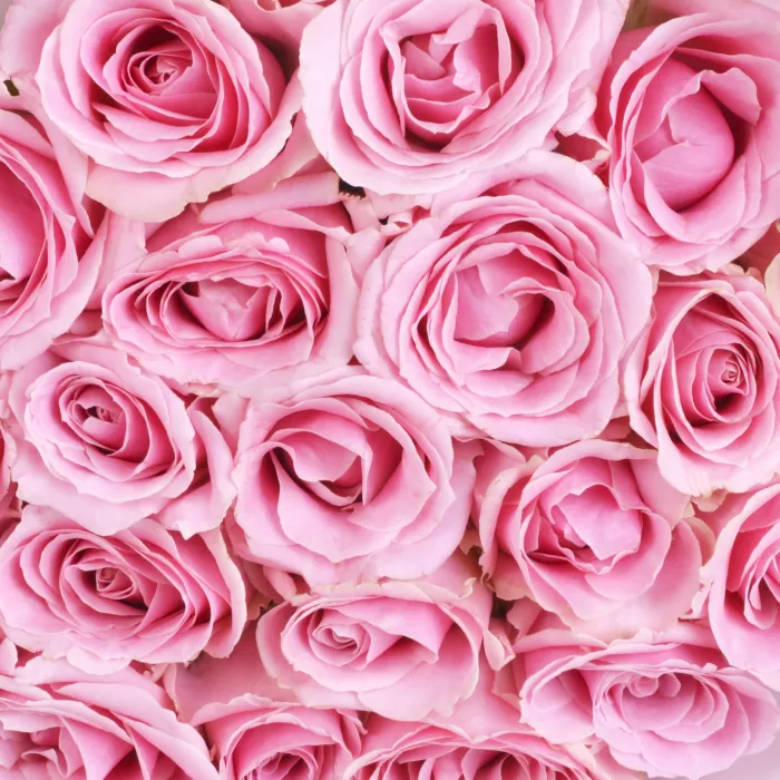 21 розовая роза Premium 40 см в пленке