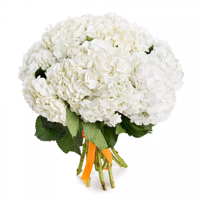 Букет из 11 гортензий