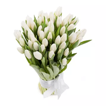 51 белый тюльпан