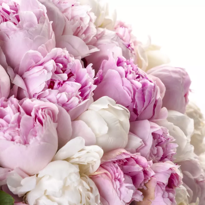 Букет из 101 пиона