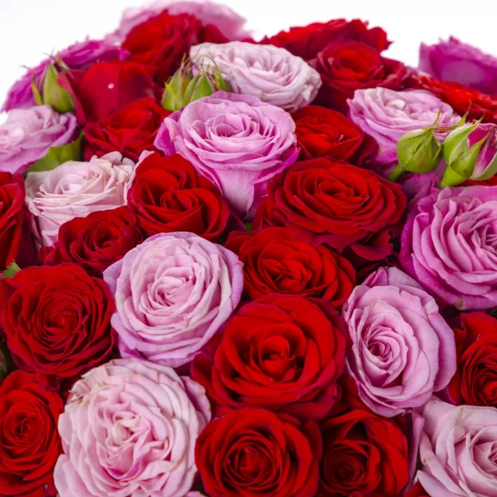 31 разноцветная кустовая роза