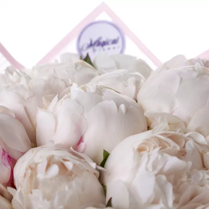 19 белых пионов