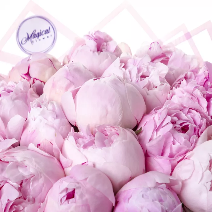 Букет из 21 розового пиона