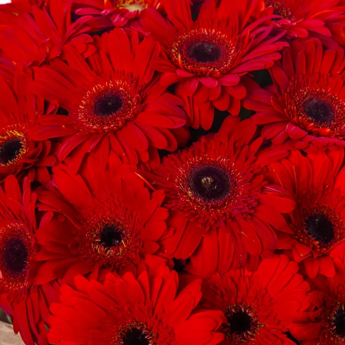 Букет из 35 красных гербер