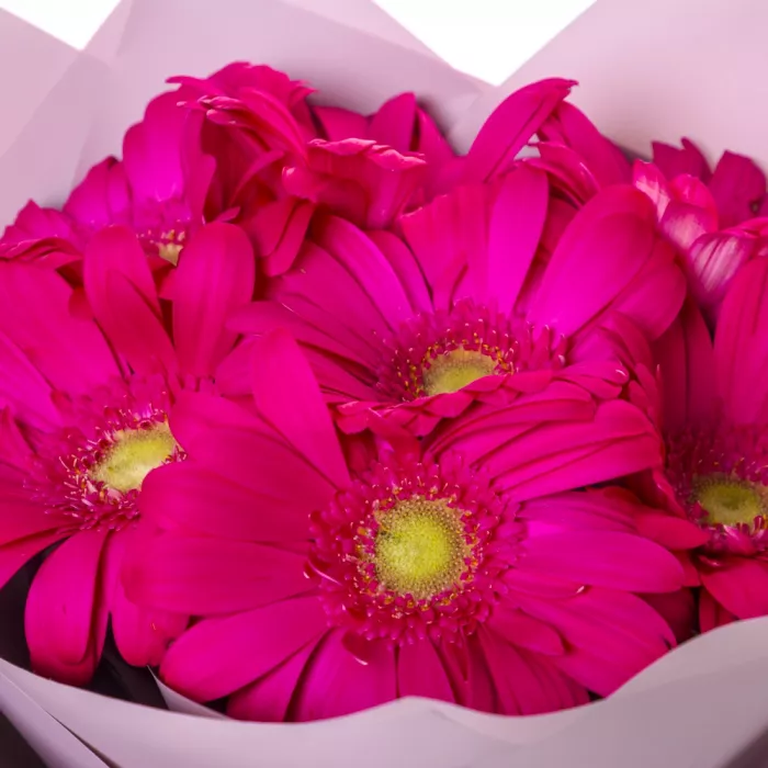 Букет из 7 малиновых гербер