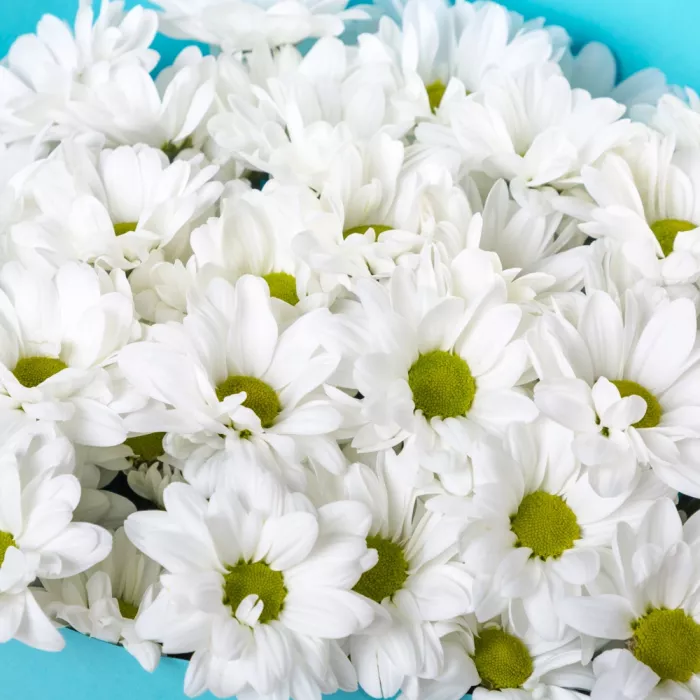 Букет из 9 белых хризантем