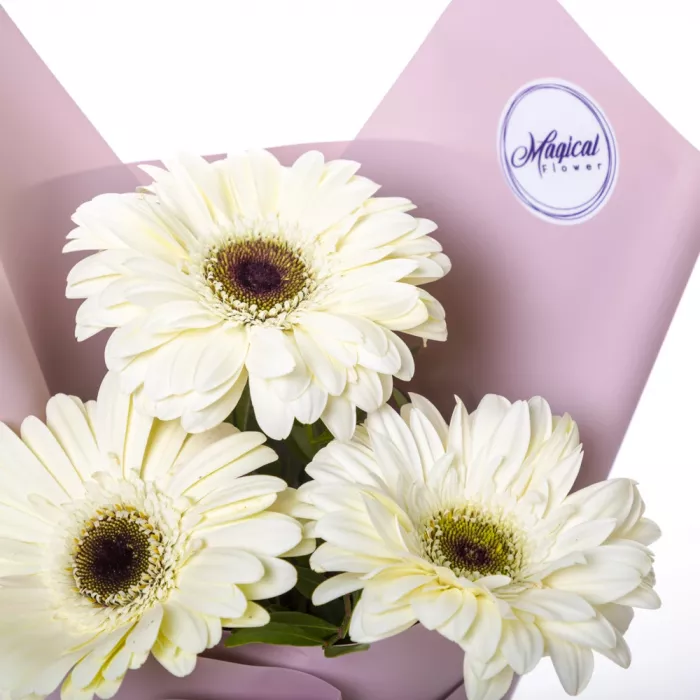 Букет из 3 белых гербер