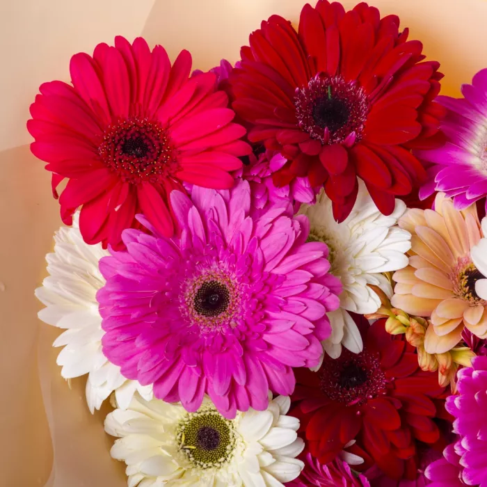 Букет из 25 разноцветных гербер в пленке