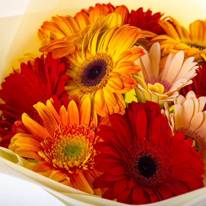 Букет из 11 разноцветных гербер