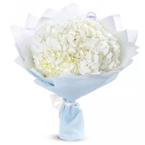 5 белых гортензий