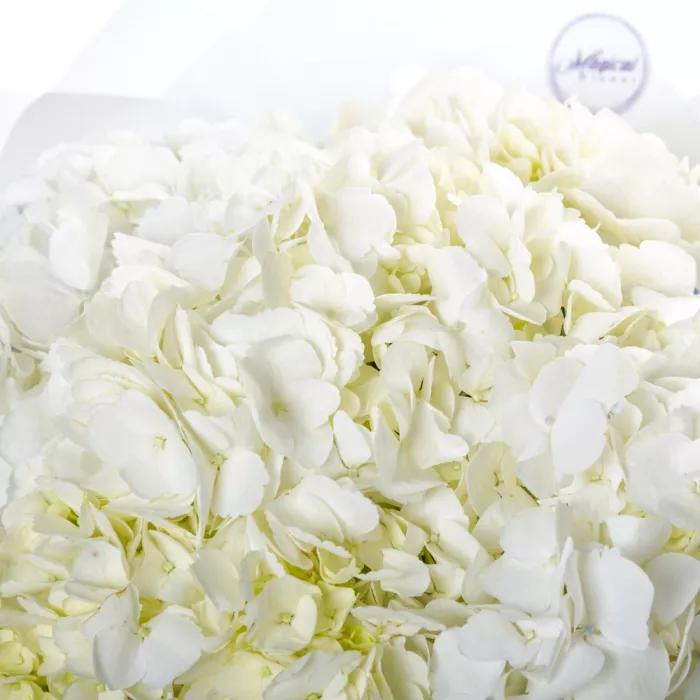 5 белых гортензий