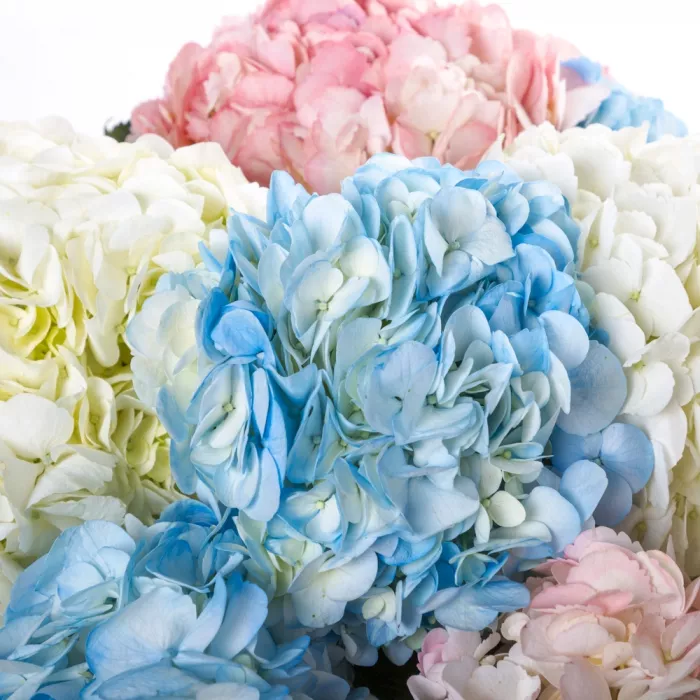 15 разноцветных гортензий