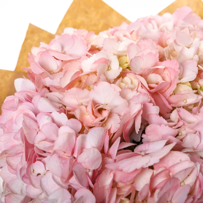 5 розовых гортензий