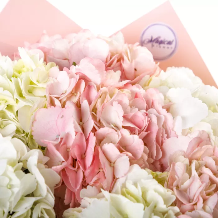 9 разноцветных гортензий