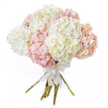 11 разноцветных гортензий