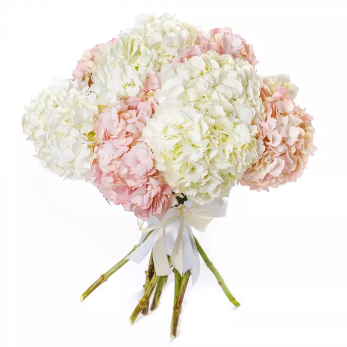 11 разноцветных гортензий