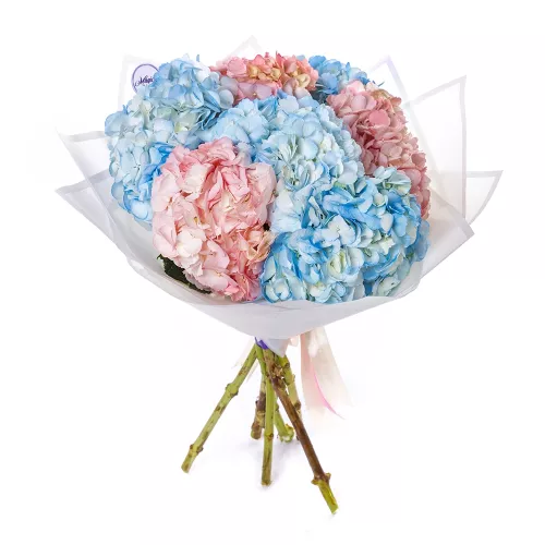 Букет из 7 разноцветных гортензий