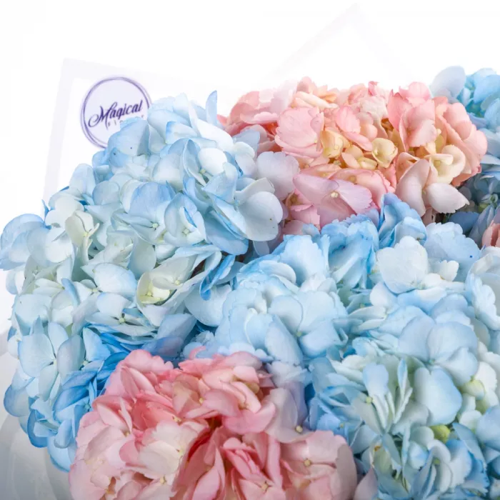 Букет из 7 разноцветных гортензий