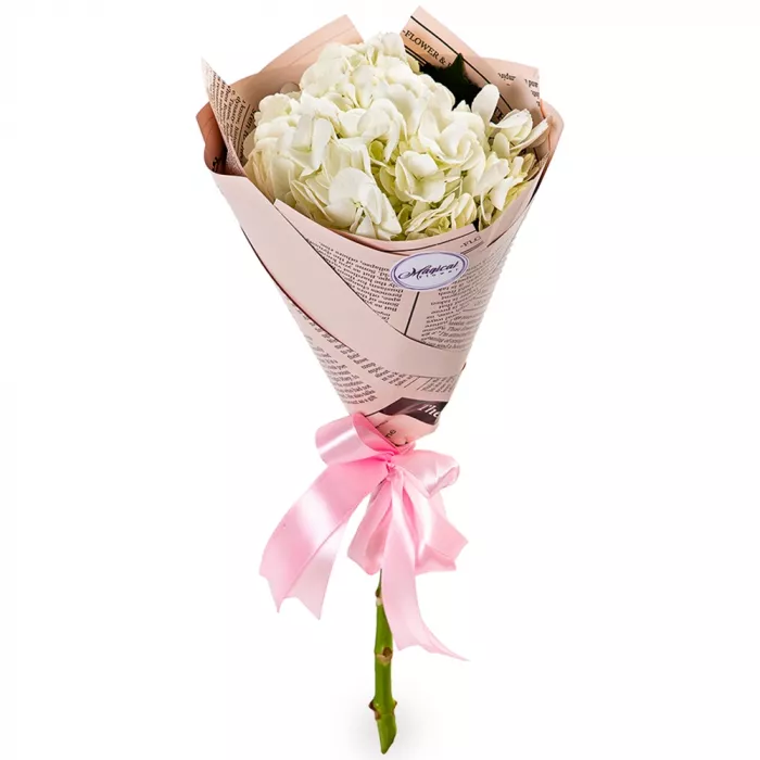 Букет из 1 белой гортензии в пленке