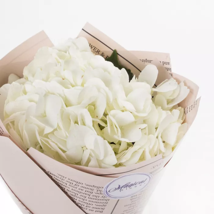 Букет из 1 белой гортензии в пленке